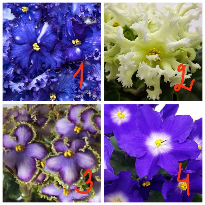 Продам детки сортовых фиалочек