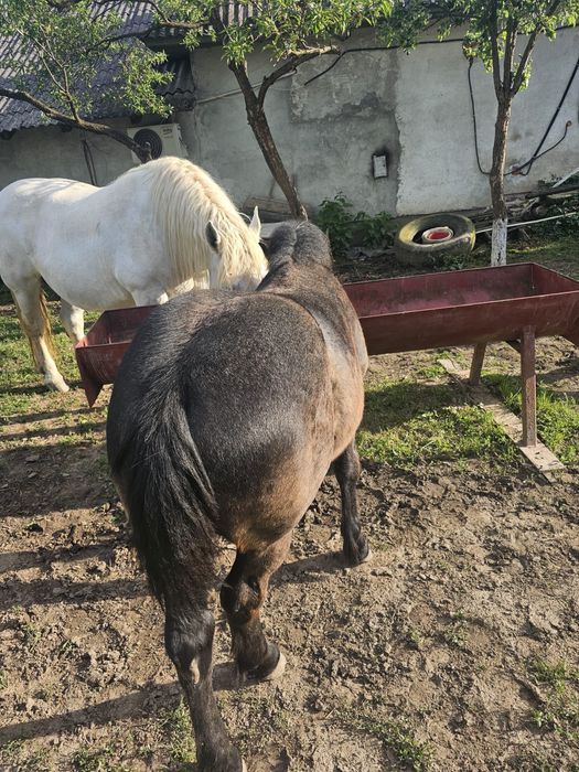Vând mânză sură de 5 luni