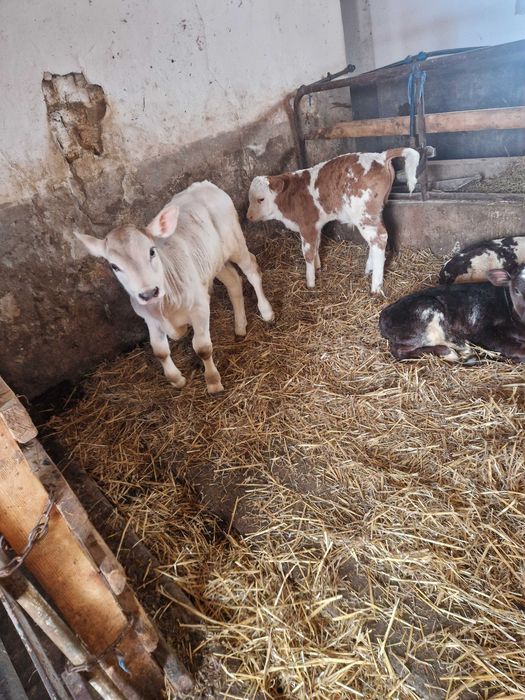 Vitei de lapte  de vanzare