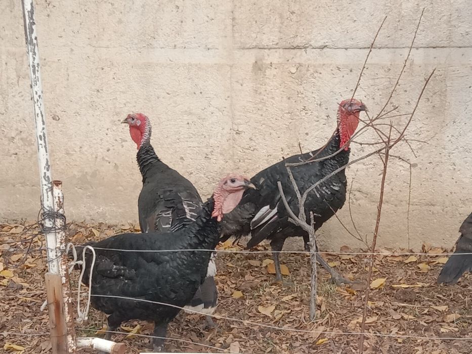 Продам молодых индюков порода хорошая израильская кормили всем натурал