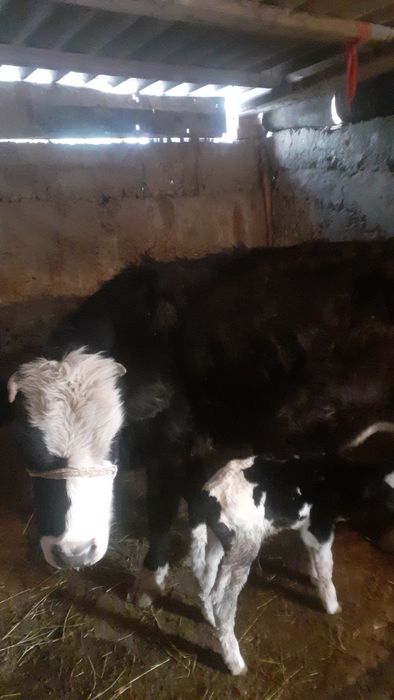 3 Бас сиыр сатылатын біреуі туған