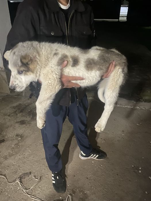 Алабай күшік ұрғашы 3 айга 10 кунде толады