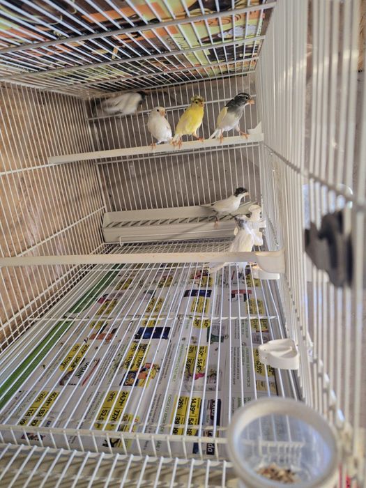 Canari TIMBRADO inelat 2025.