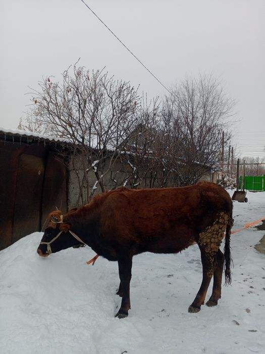 Продам.  Продам .