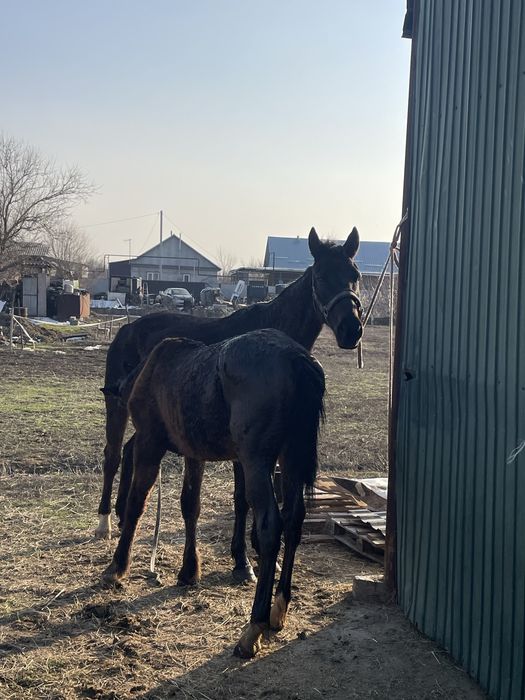 Продам кабылу с жиребенком
