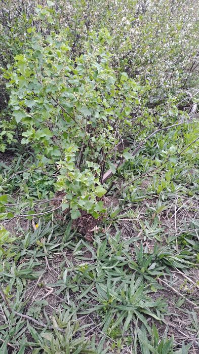 Продам куст  черной смородиныины