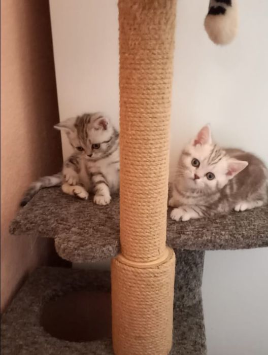 Шотланские котята