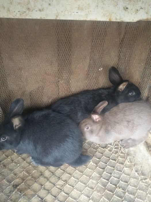 Quyon bollari sotiladi