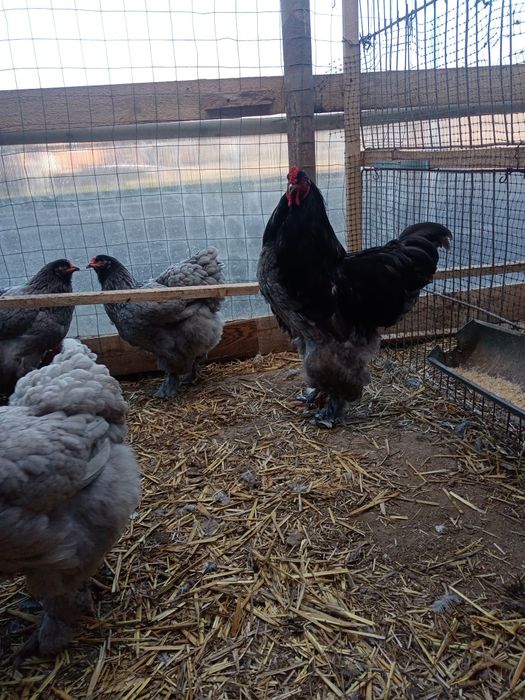 Vând ouă pentru incubat de brahma albastru