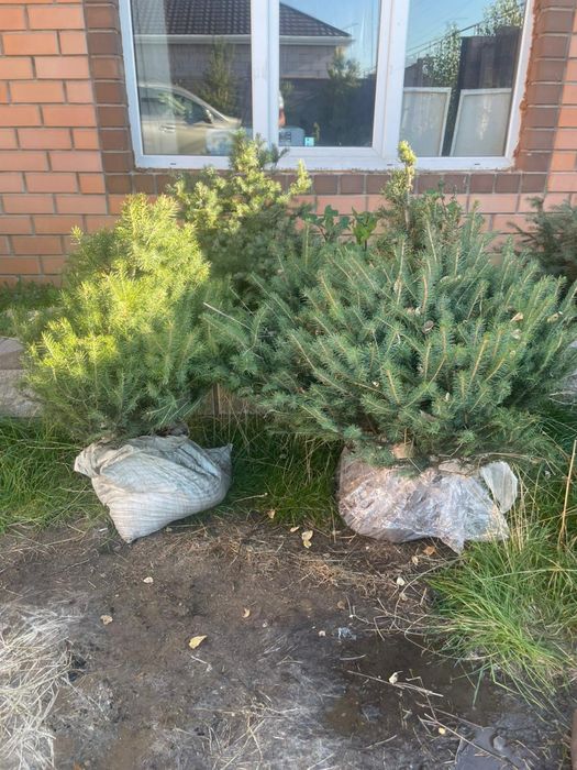 Декоративная ель