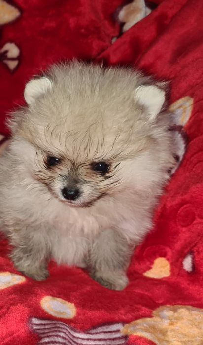 Продам мишек померашек