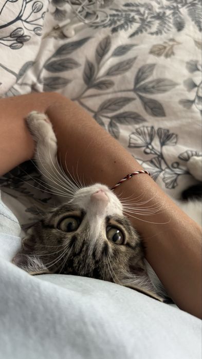 Отдам котят даром