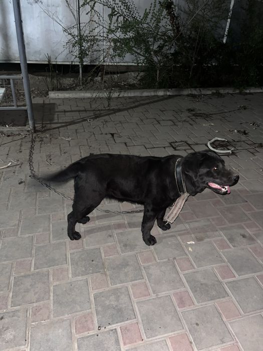 Ищем хорошего хозяйна для лабрадора