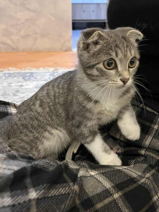 Кошки домошниий живодной