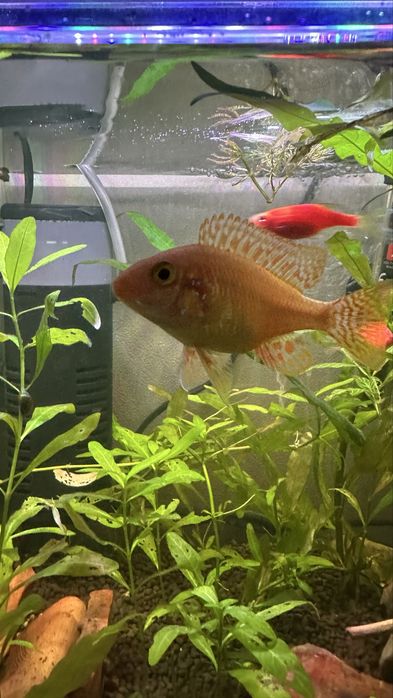 Аквариумная рыбка, цихлид Аулонокара орхидея / akvarium baliq