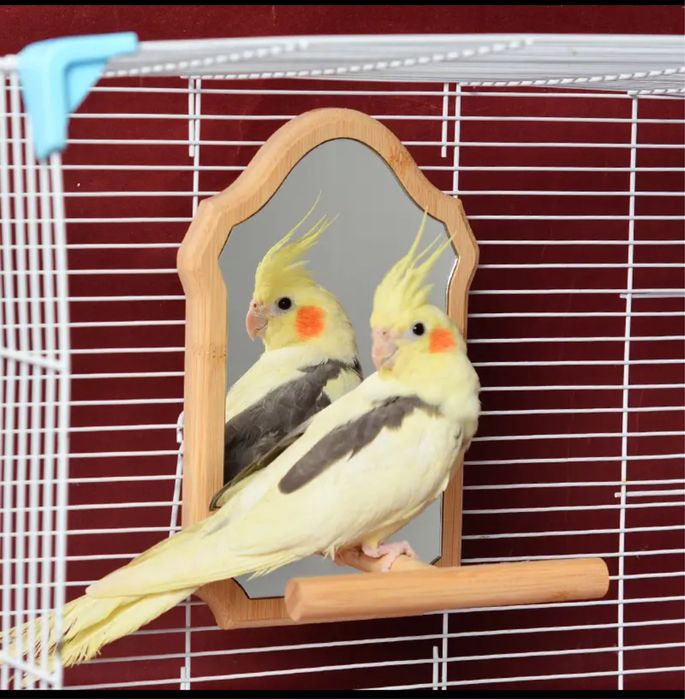 Продам зеркало для попугаев