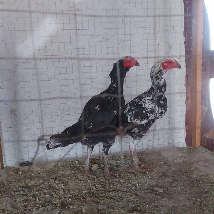 Ветнам тайго курочки 1.5год