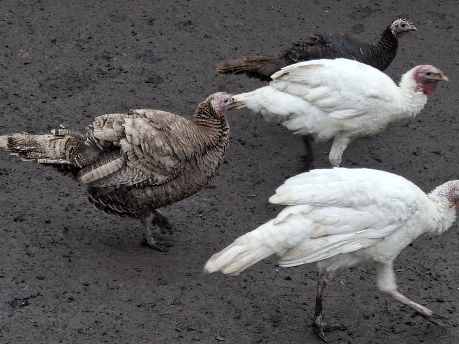 De vanzare curci si curcani