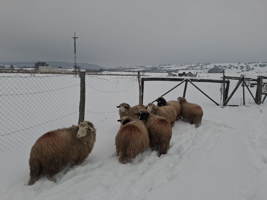 Oi de vânzare tinere