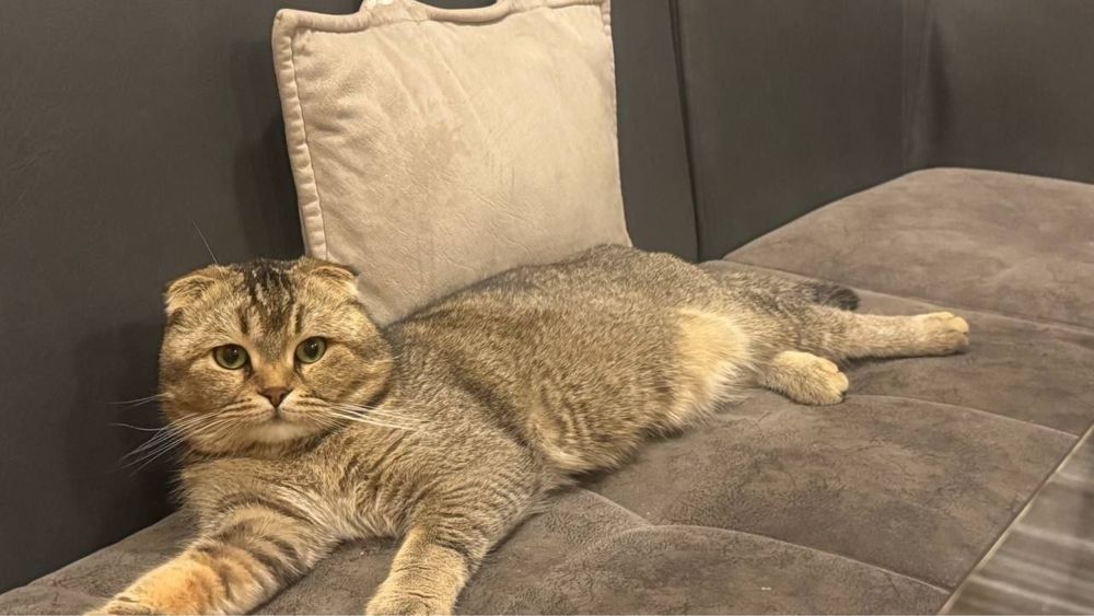 Тикированный SCOTTISH FOLD кот продам