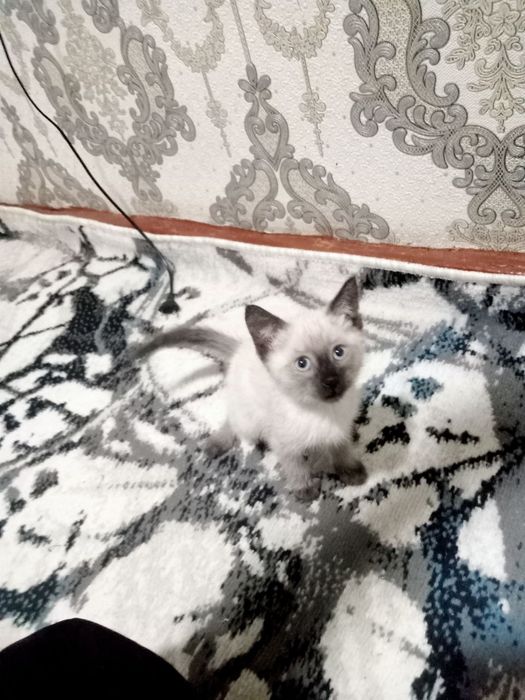 Животные кошка 2 месяца возможен торг очень хороший котик  возраст