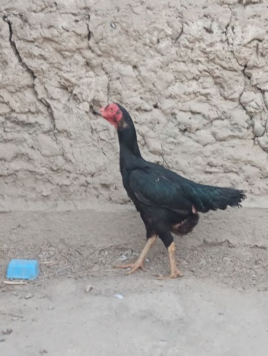 Dakan sotiladi ketma-ket 2-3marta kulki boʻladi