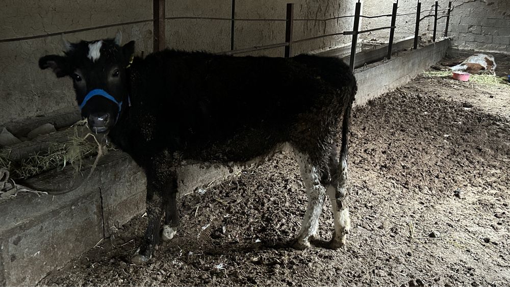 Екі туған қысыр сйір сатылады