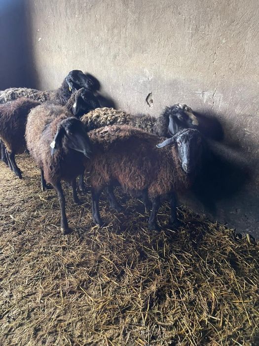 Қозылы қойлар сатылады!