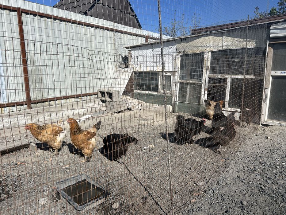 Инкубационные яйца