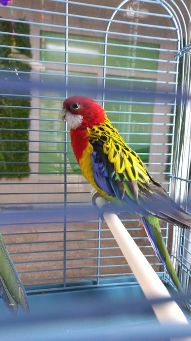 Розелла ручные попугаи