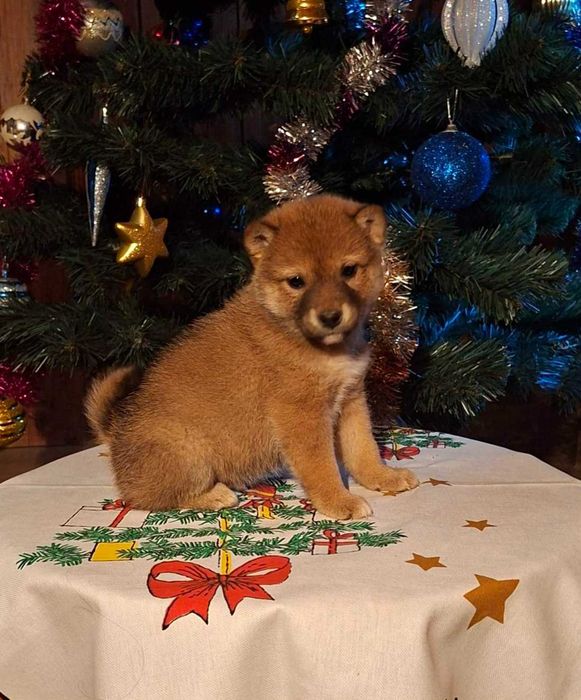 Шиба ину прекрасни кученца