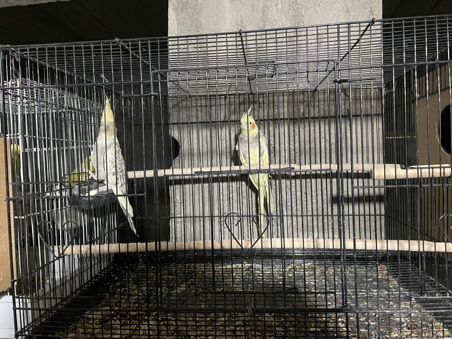 Папугай карелла