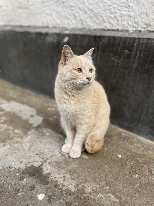 Пропала кошка