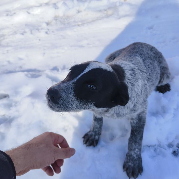 Щенок в добрые руки