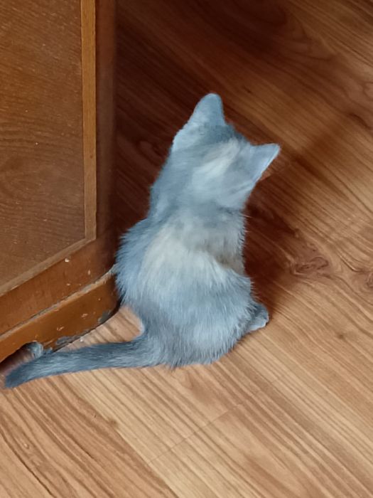 Котята бесплатно.очень шустрые