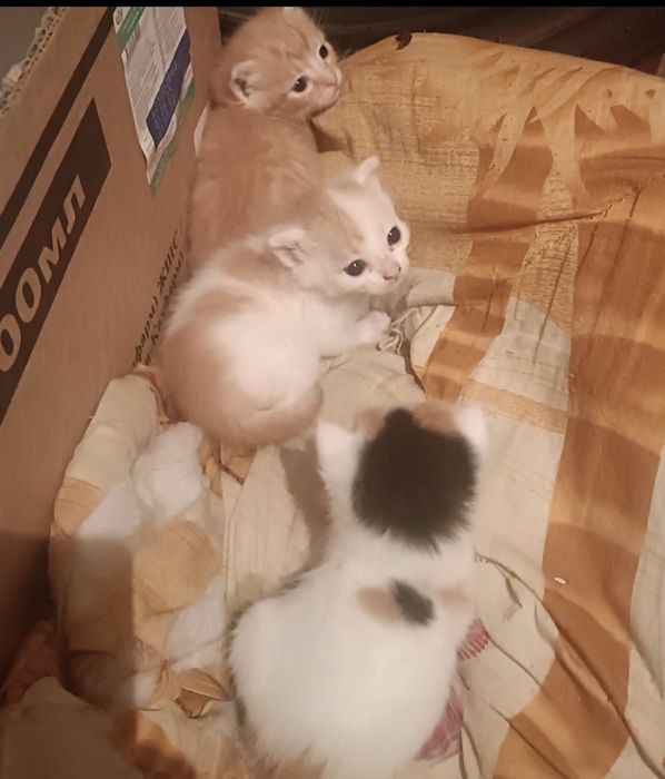 Котятки в добрые ручки