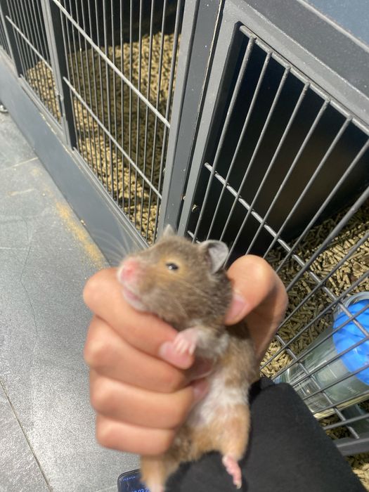 Хомячок красивый милый