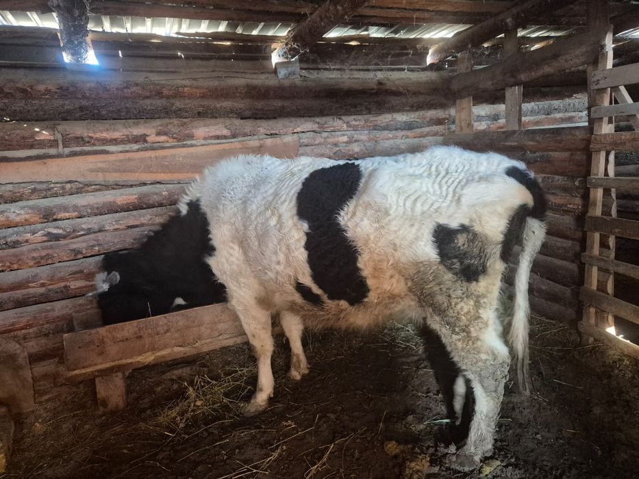 Бағылған семіз сиыр