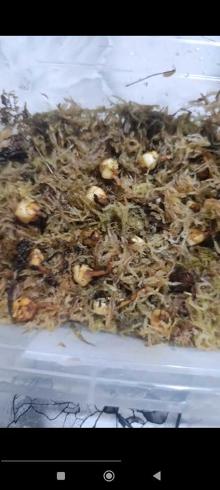 Алаказия (клубния шт около 20)