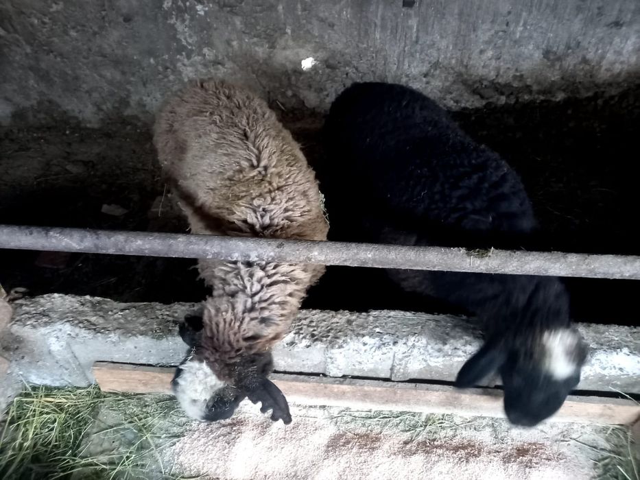 Кой козысымен семиз