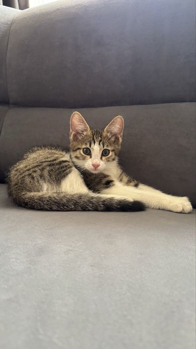 Отдам мальчика котенка