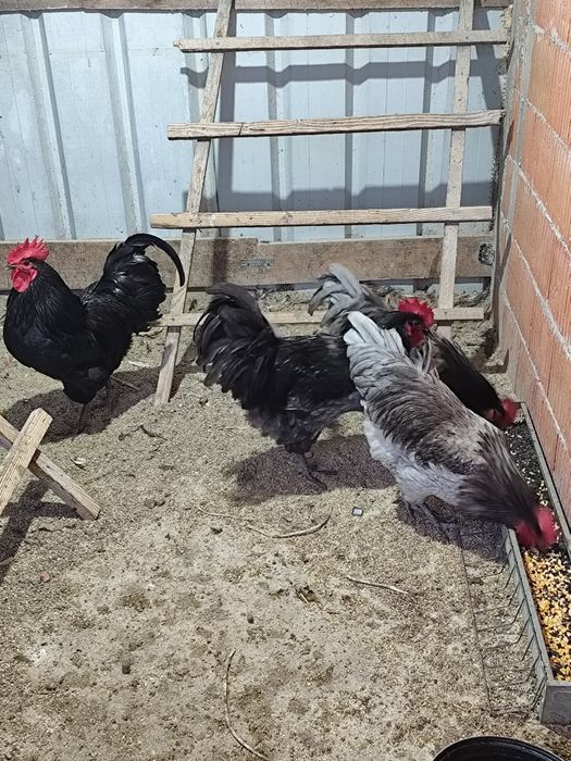 Vând sau schimb cocosi Australorp.