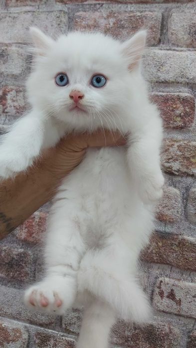 Ангорска котка..
