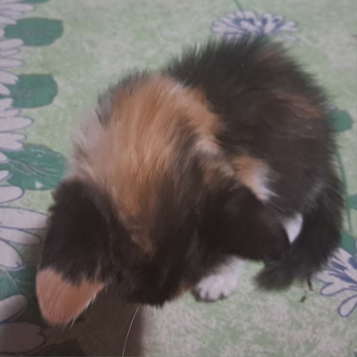 Отдам котёнка девочку в добрые руки