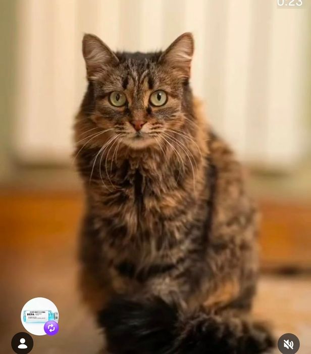 Срочно нужен дом!