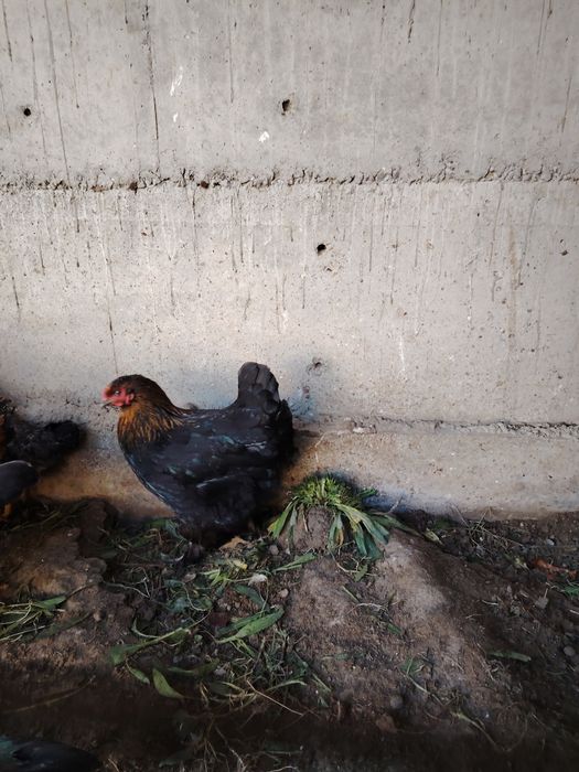 брама товуклар сотилади