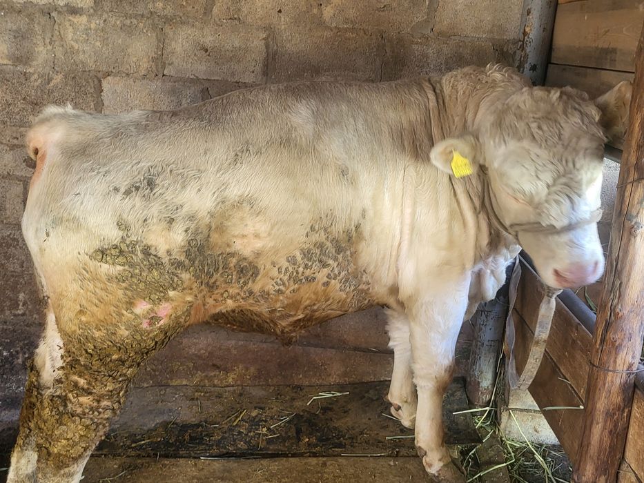 Бык породистый  бык