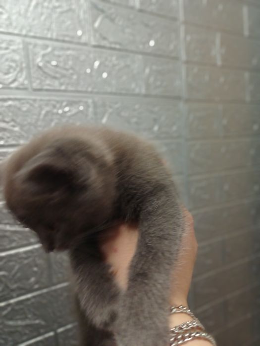 Отдам даром котят