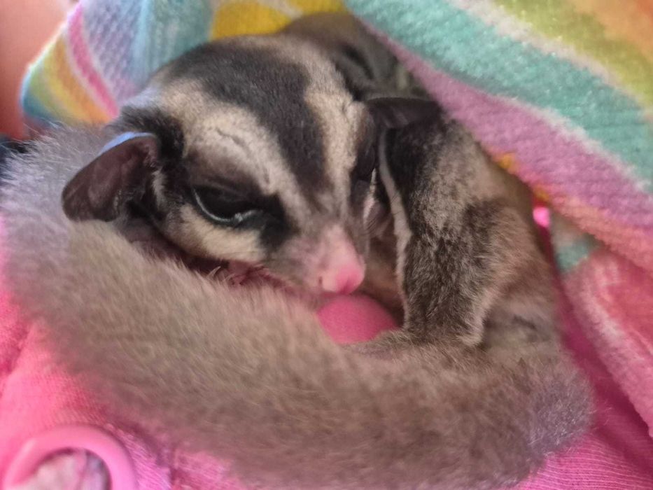 Veverita zburatoare (Sugar glider)