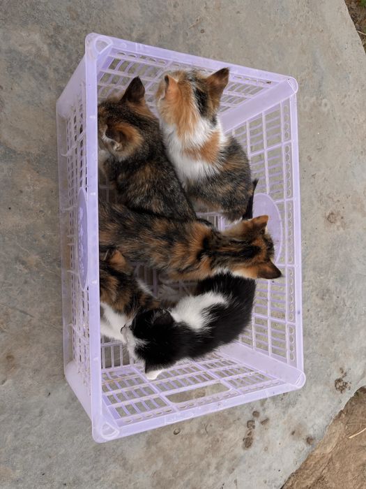 Mushuklar  sotiladi 5 dona